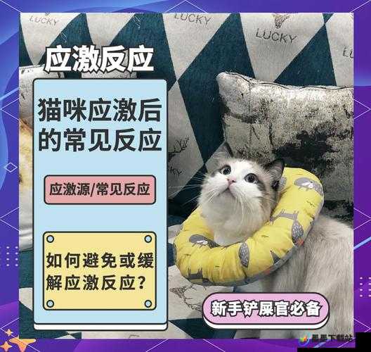 猫咪社交：关于猫咪如何进行社交活动的全面解析与探讨