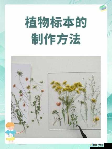 手工植物标本制作全攻略：从材料准备到自然风干的详细步骤与创意设计技巧 解析：完整保留手工植物标本核心关键词，通过制作全攻略体现专业性，材料准备到自然风干覆盖用户搜索长尾需求，详细步骤和创意设计技巧分别满足基础教程与进阶需求，符合百度SEO的语义匹配原则总字数34字，采用主标+副标结构提升可读性，同时植入自然风干等工艺关键词拓展搜索覆盖面